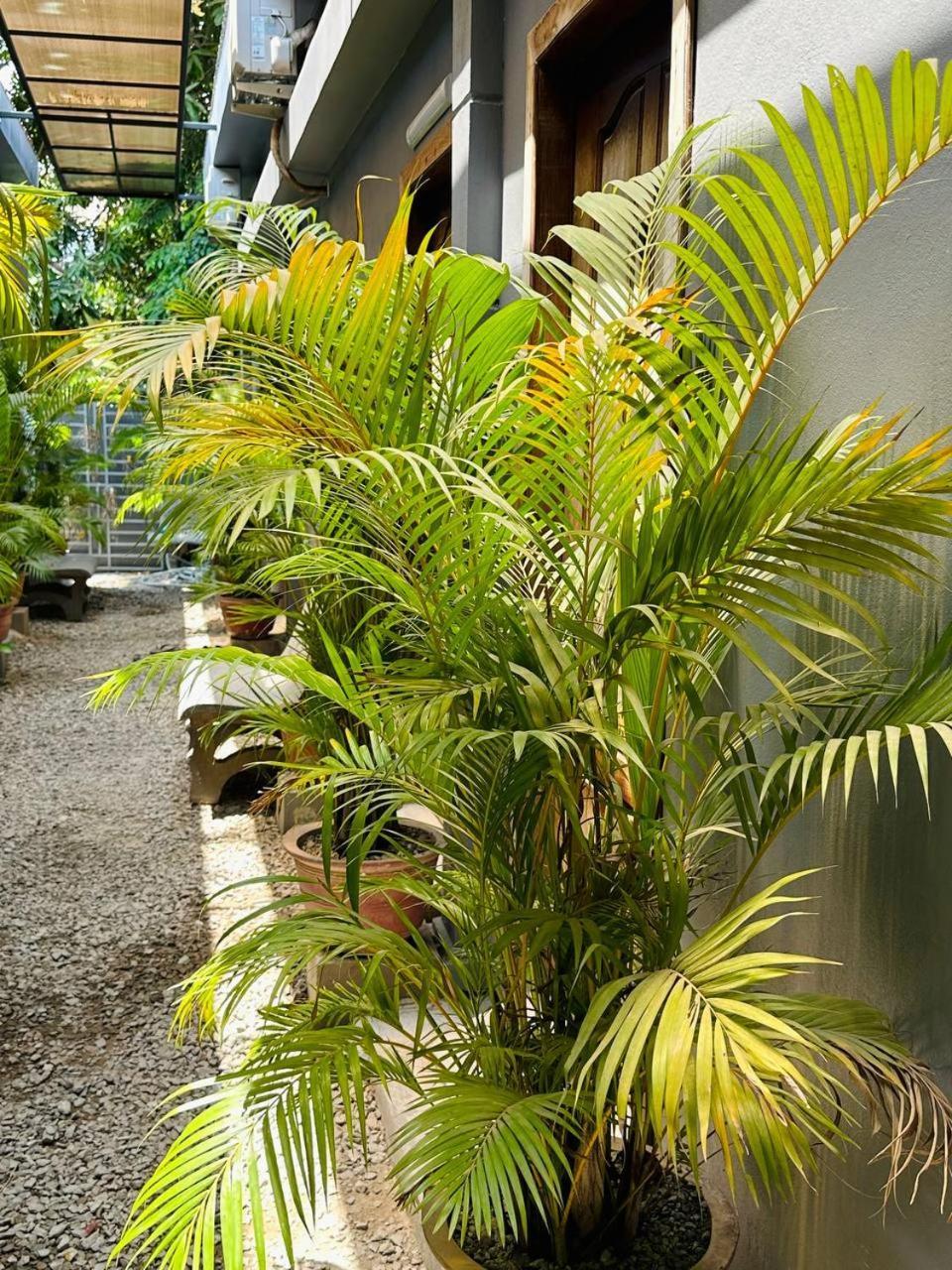Angkor Piseth Homestay Siem Reap Exterior foto
